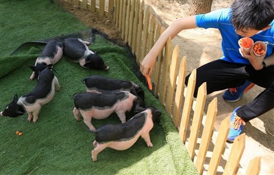 اگر خوکچه هندی دچار گرمازدگی شود چه می کنید؟